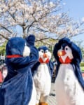 お花見ペンギン・ウェイター2