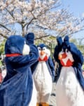 お花見ペンギン・ウェイター3