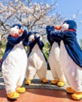 お花見ペンギン・ウェイター