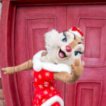 東京ディズニーランド／トゥーンタウン”ディズニー・クリスマス2025” キャラクターグリーティング