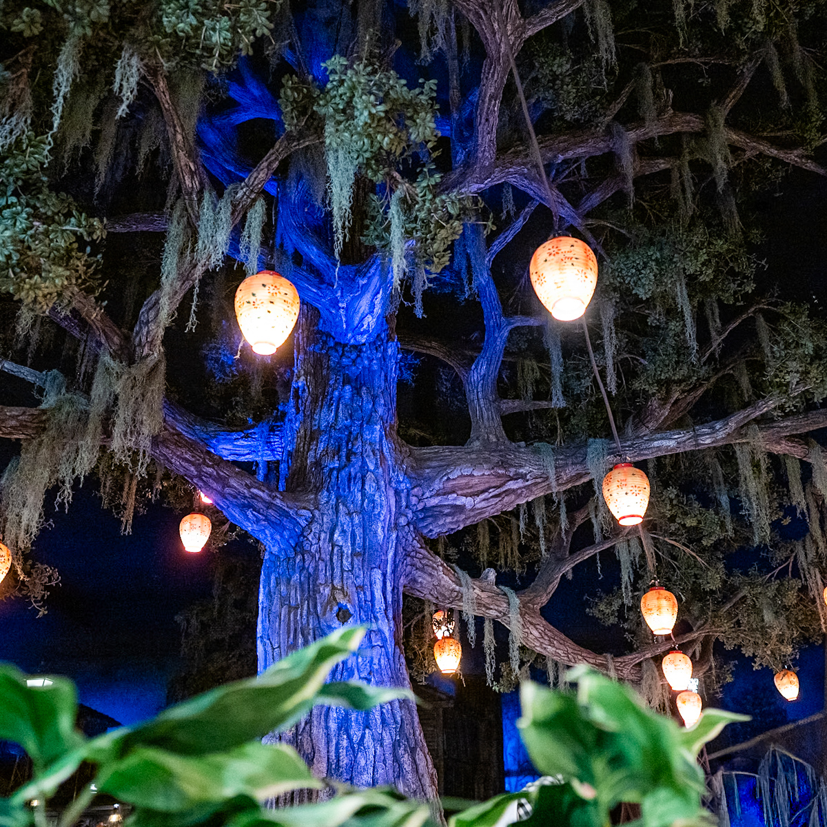 東京ディズニーランド「ブルーバイユー・レストラン」”ディズニー・クリスマス2025”スペシャルコース　カリブの海賊　決闘の木