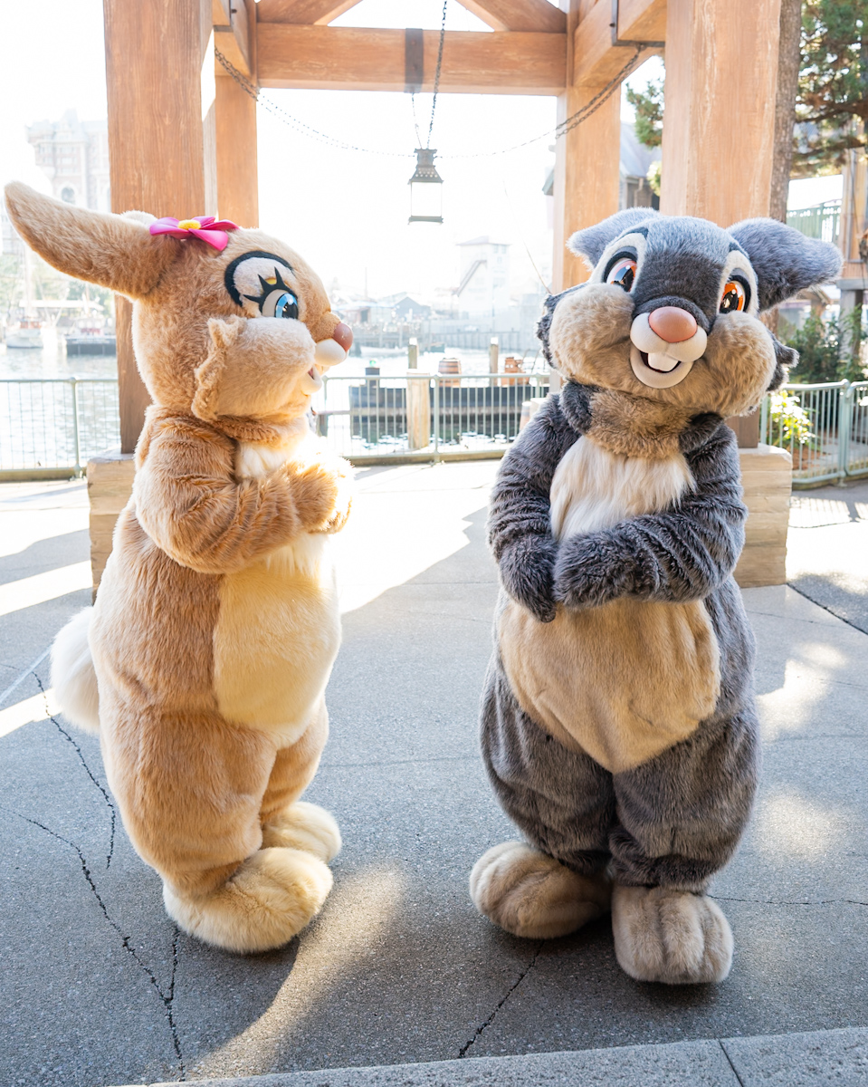 東京ディズニーシー「ケープコッド」『バンビ』とんすけ&ミス・バニーキャラクターグリーティング4