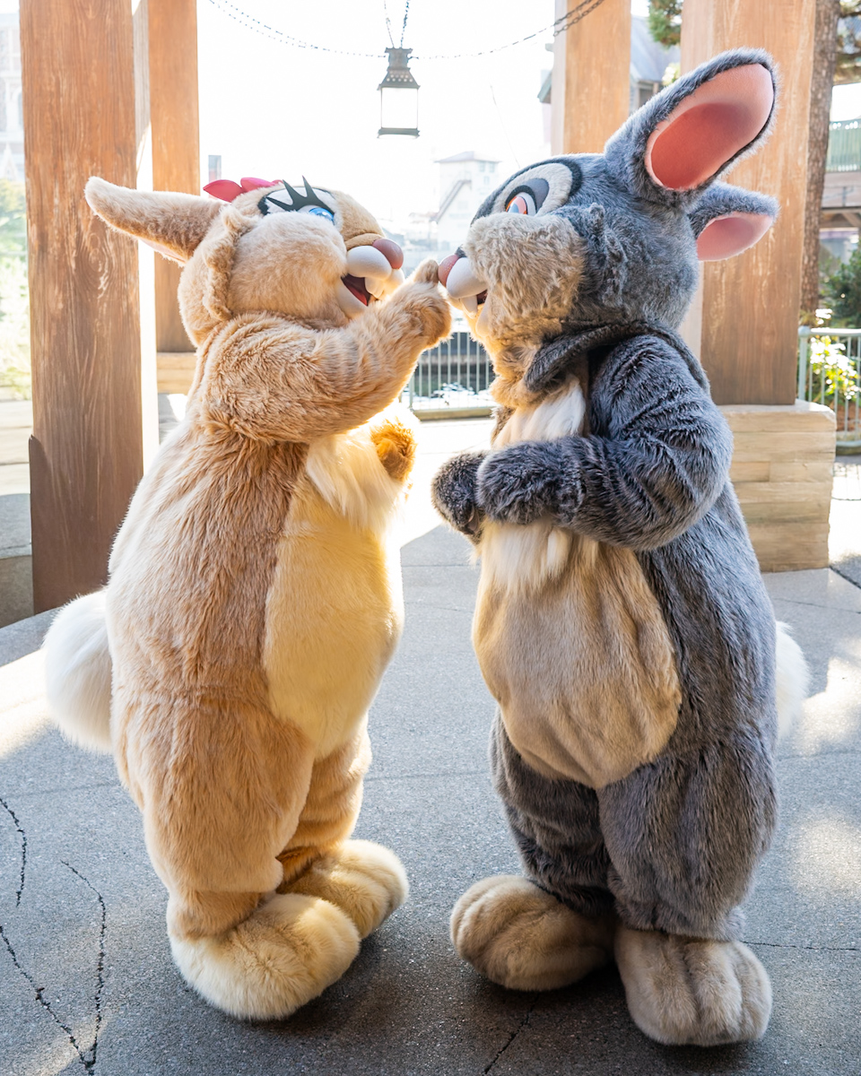 東京ディズニーシー「ケープコッド」『バンビ』とんすけ&ミス・バニーキャラクターグリーティング5